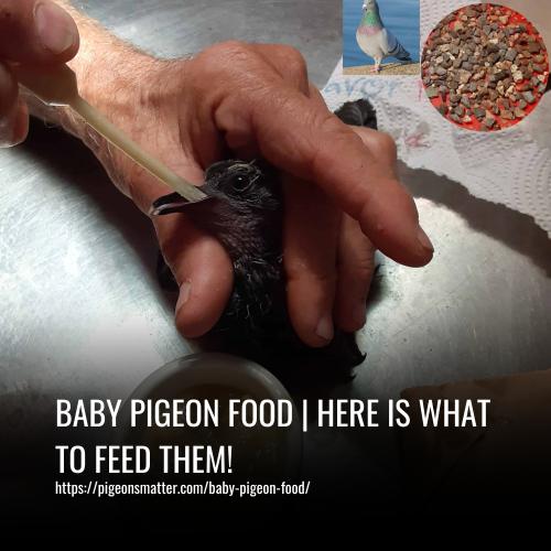 Read more about the article Baby Pigeon Food | Here is what to Feed them!