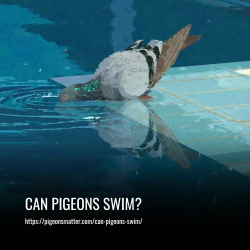 Read more about the article Can Pigeons Swim?