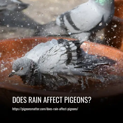 Read more about the article Does Rain Affect Pigeons?