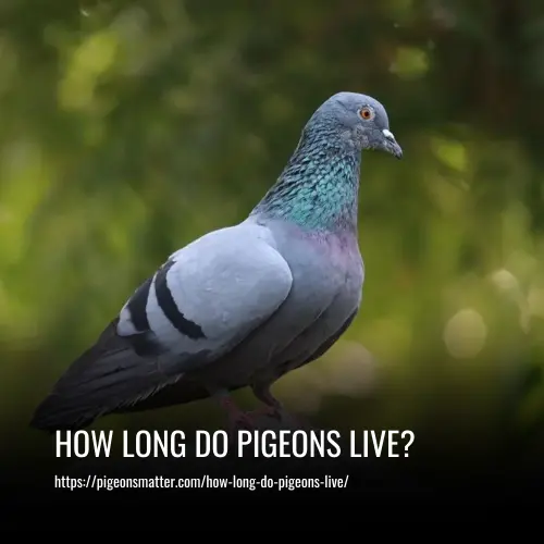 Read more about the article How Long Do Pigeons Live?