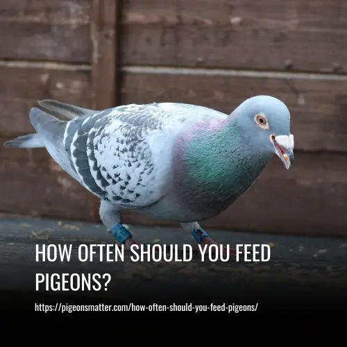 How Often Should You Feed Pigeons