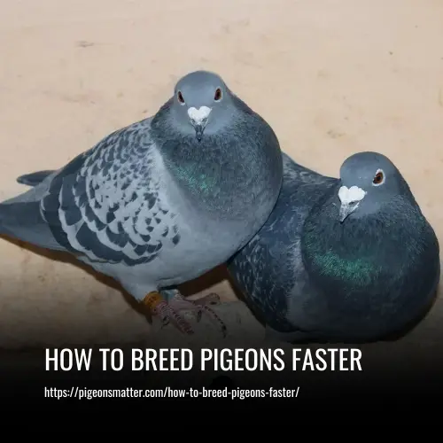 Read more about the article How to Breed Pigeons Faster