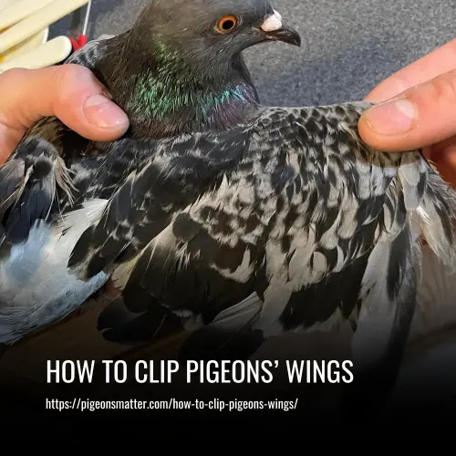 Read more about the article How to Clip Pigeons’ Wings: A Complete Guide