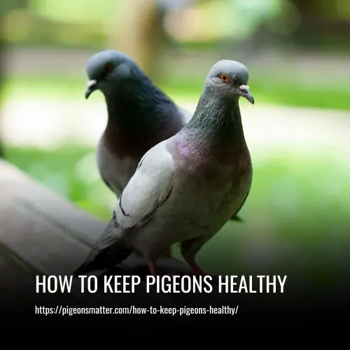 How to Keep Pigeons Healthy