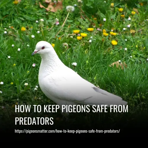 How to Keep Pigeons Safe from Predators