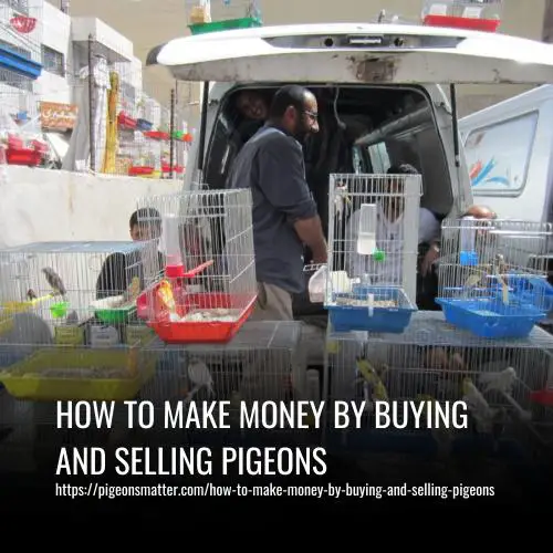 How to Make Money by Buying and Selling Pigeons