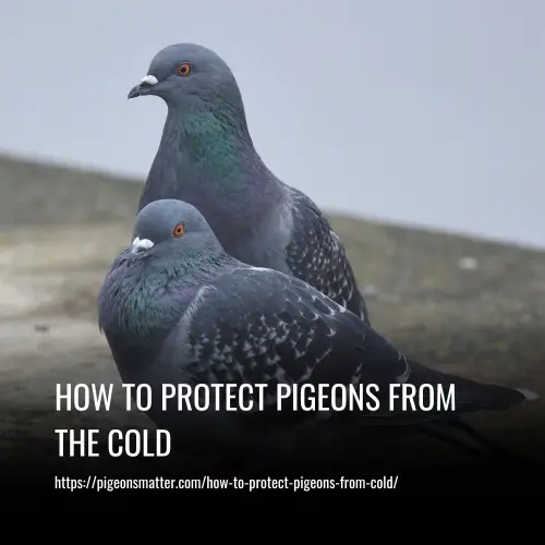 Read more about the article How to Protect Pigeons from the Cold