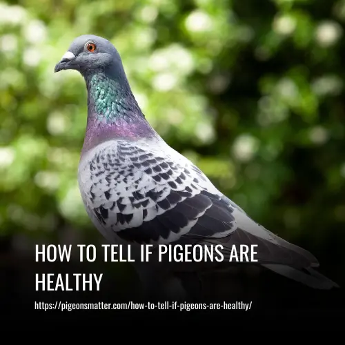 Read more about the article How to tell if Pigeons are Healthy