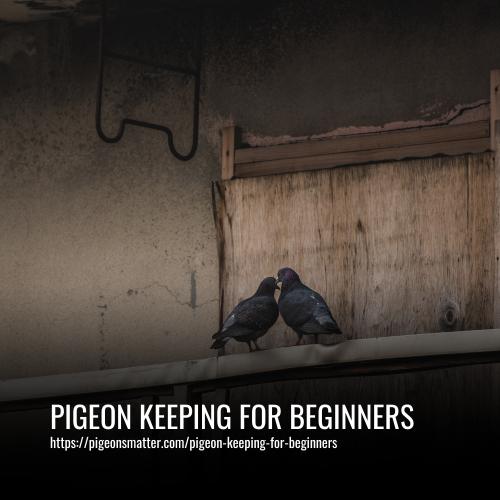 Pigeon Keeping for Beginners