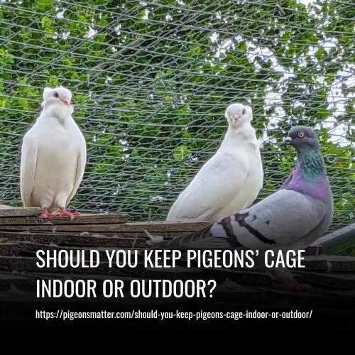 Read more about the article Should You Keep Pigeons’ Cage Indoor or Outdoor?