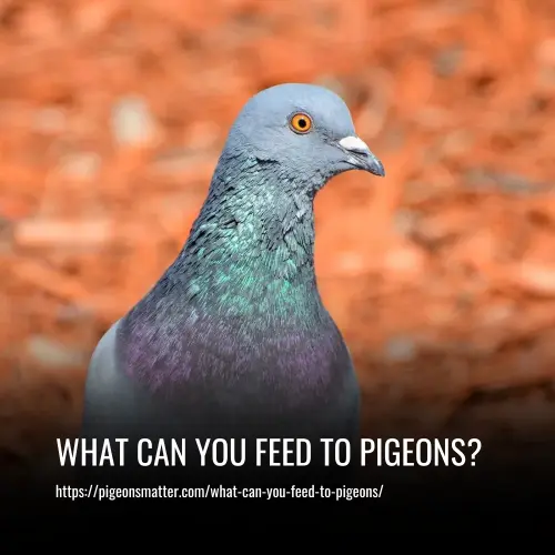 What Can You Feed to Pigeons
