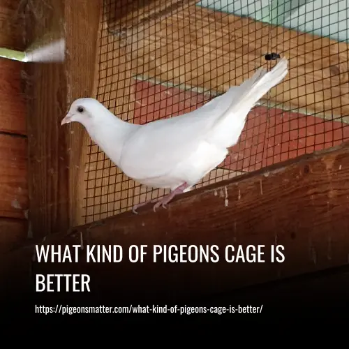 Read more about the article What Kind of Pigeons Cage is Better