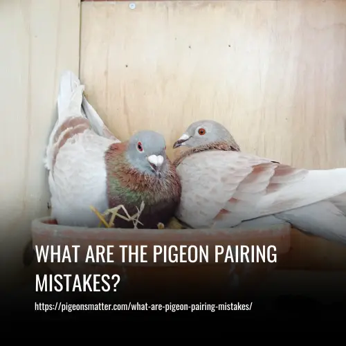 What are The Pigeon Pairing Mistakes