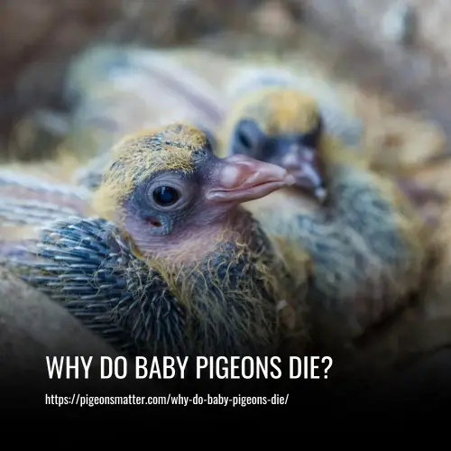 Read more about the article Why Do Baby Pigeons Die?