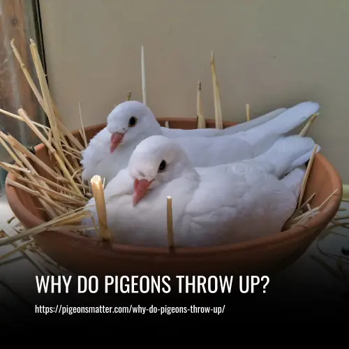 Why Do Pigeons Throw Up