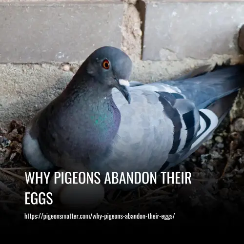 Read more about the article Why Pigeons Abandon their Eggs