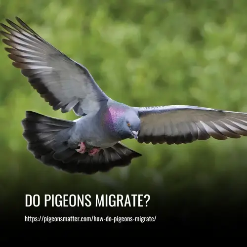 Read more about the article Do Pigeons Migrate?