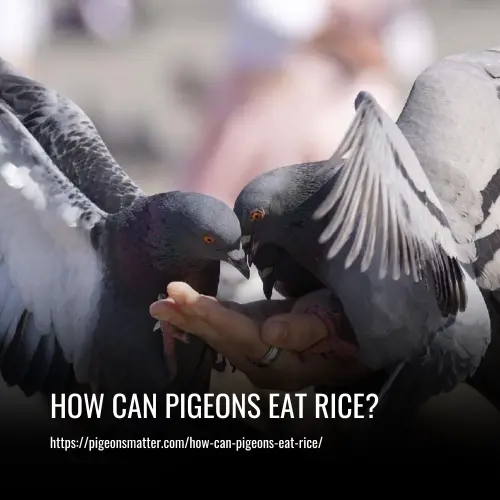 How Can Pigeons Eat Rice