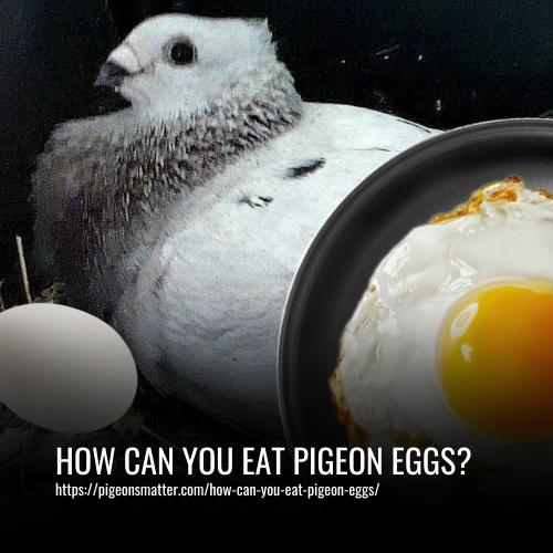 Read more about the article How Can You Eat Pigeon Eggs?