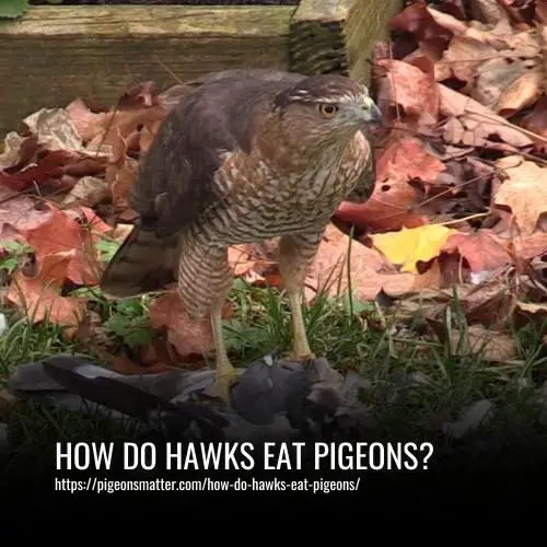 How Do Hawks Eat Pigeons