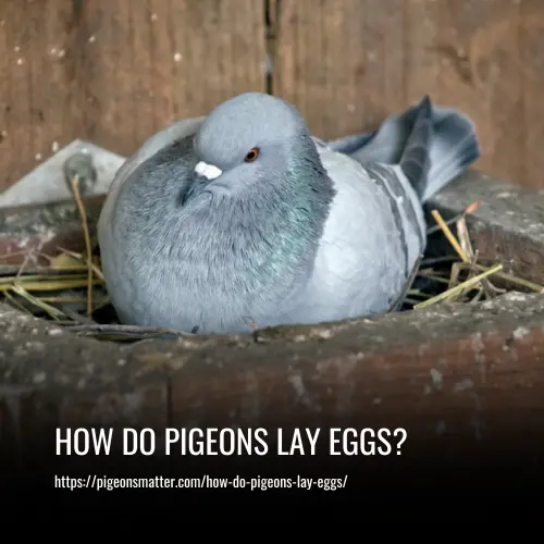 How Do Pigeons Lay Eggs