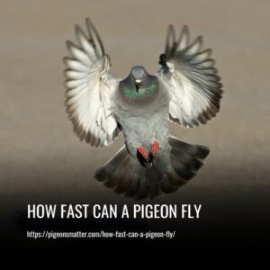 Read more about the article How Fast Can A Pigeon Fly