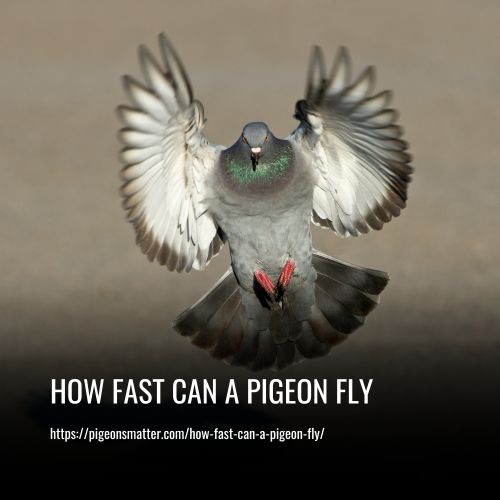 How Fast Can A Pigeon Fly