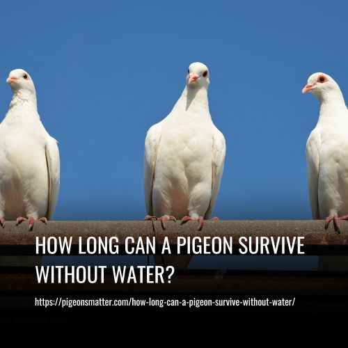 How Long Can A Pigeon Survive Without Water