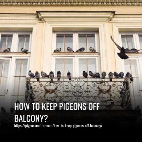 How To Keep Pigeons Off Balcony