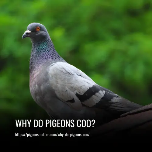 Read more about the article Why Do Pigeons Coo?