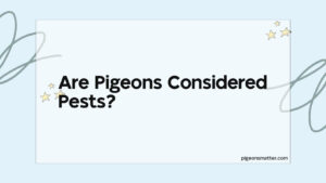 Read more about the article Are Pigeons Considered Pests?