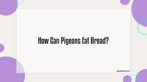 Read more about the article How Can Pigeons Eat Bread?
