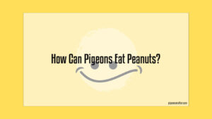 Read more about the article How Can Pigeons Eat Peanuts?