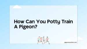 Read more about the article How Can You Potty Train A Pigeon?
