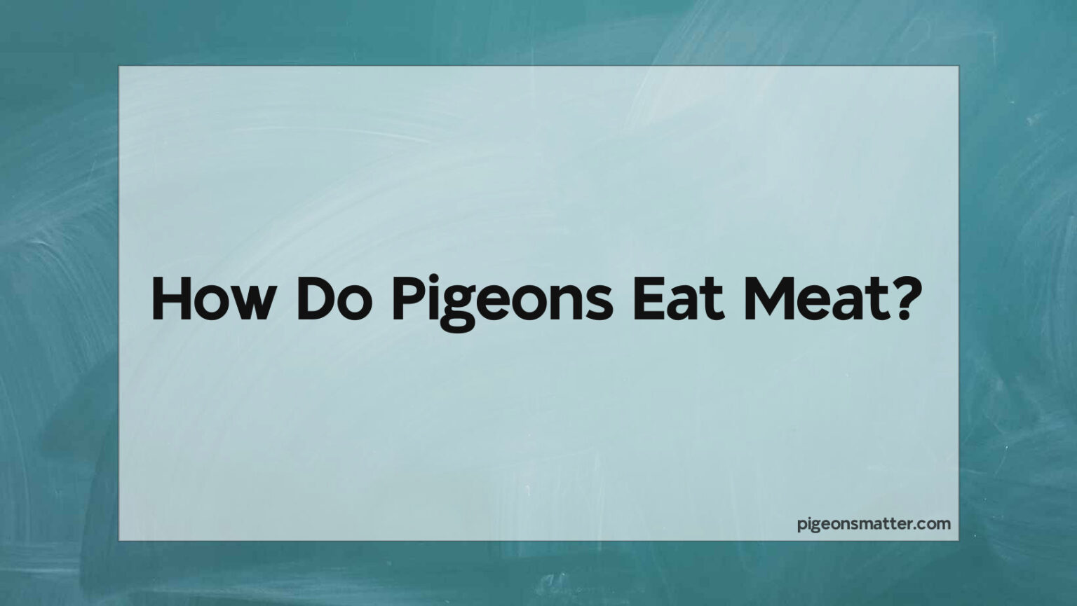 Pigeon Keeping for Beginners How to Get Started