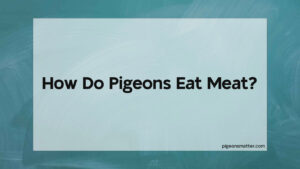 Read more about the article How Do Pigeons Eat Meat?