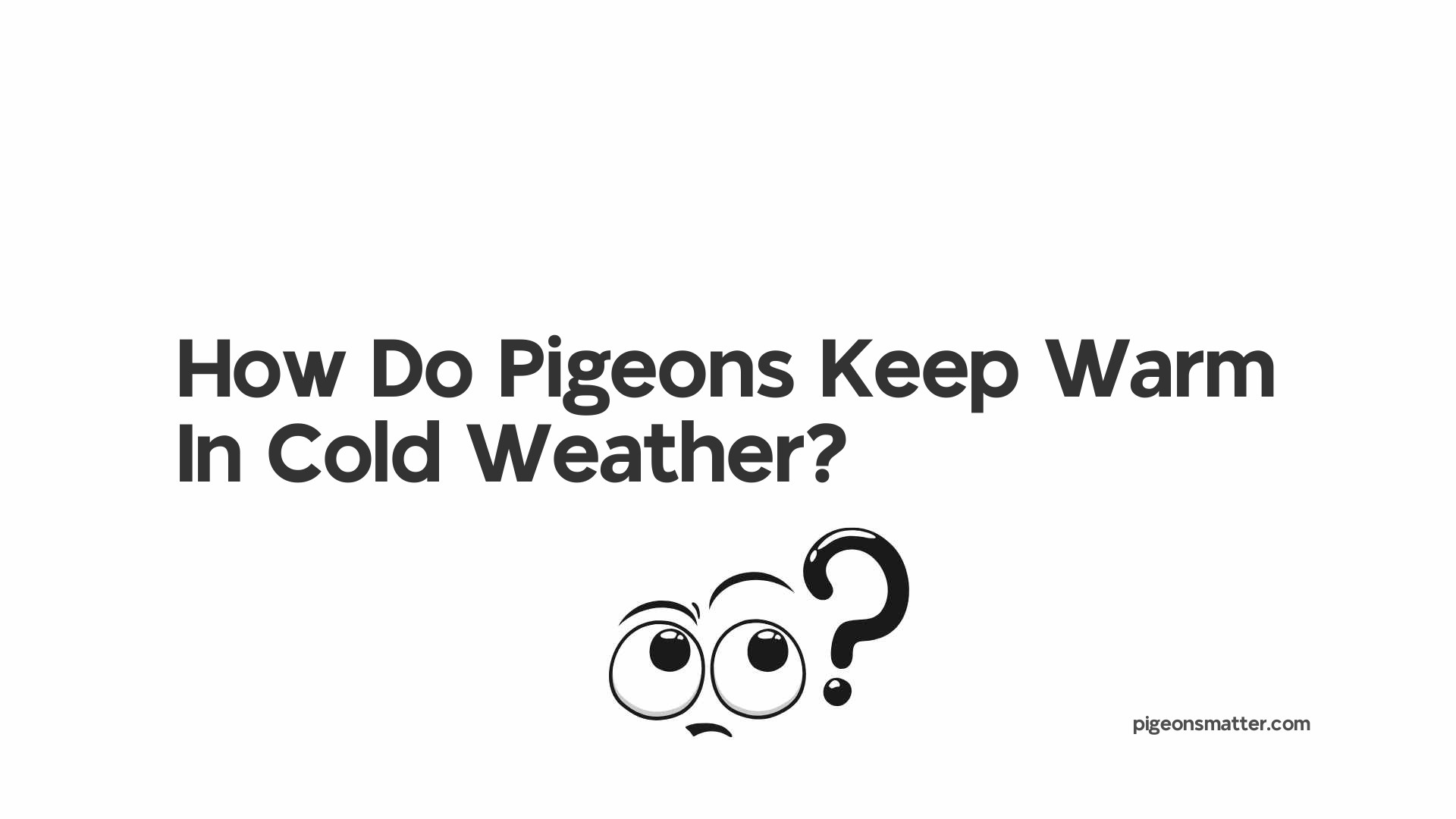 How Do Pigeons Keep Warm In Cold Weather?