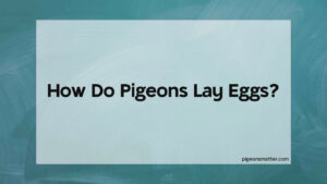 Read more about the article How Do Pigeons Lay Eggs?