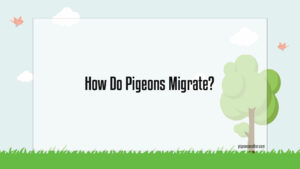 Read more about the article How Do Pigeons Migrate?