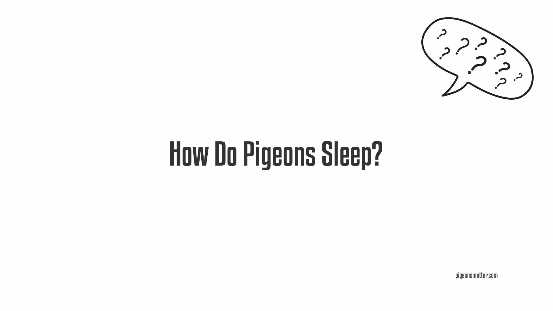 How Do Pigeons Sleep?