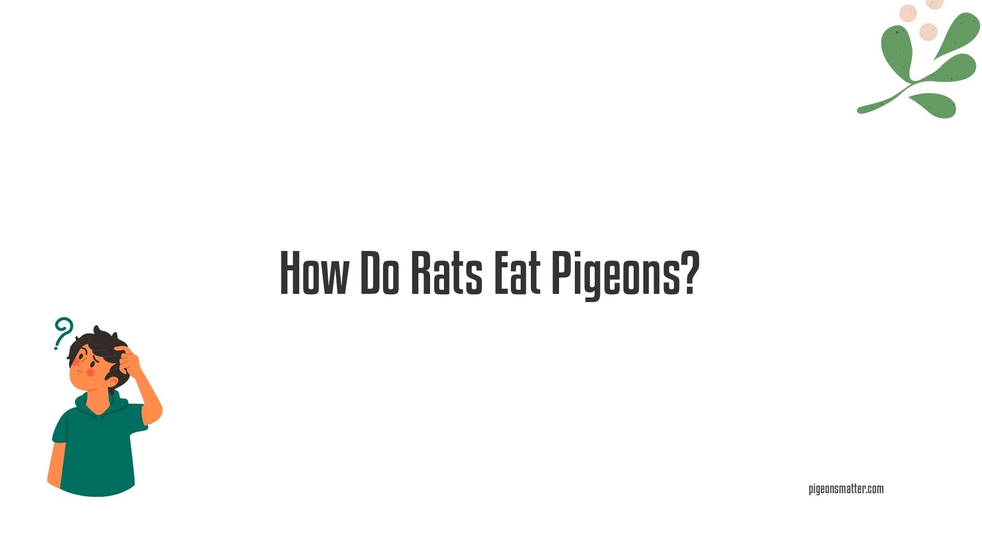 How Do Rats Eat Pigeons?