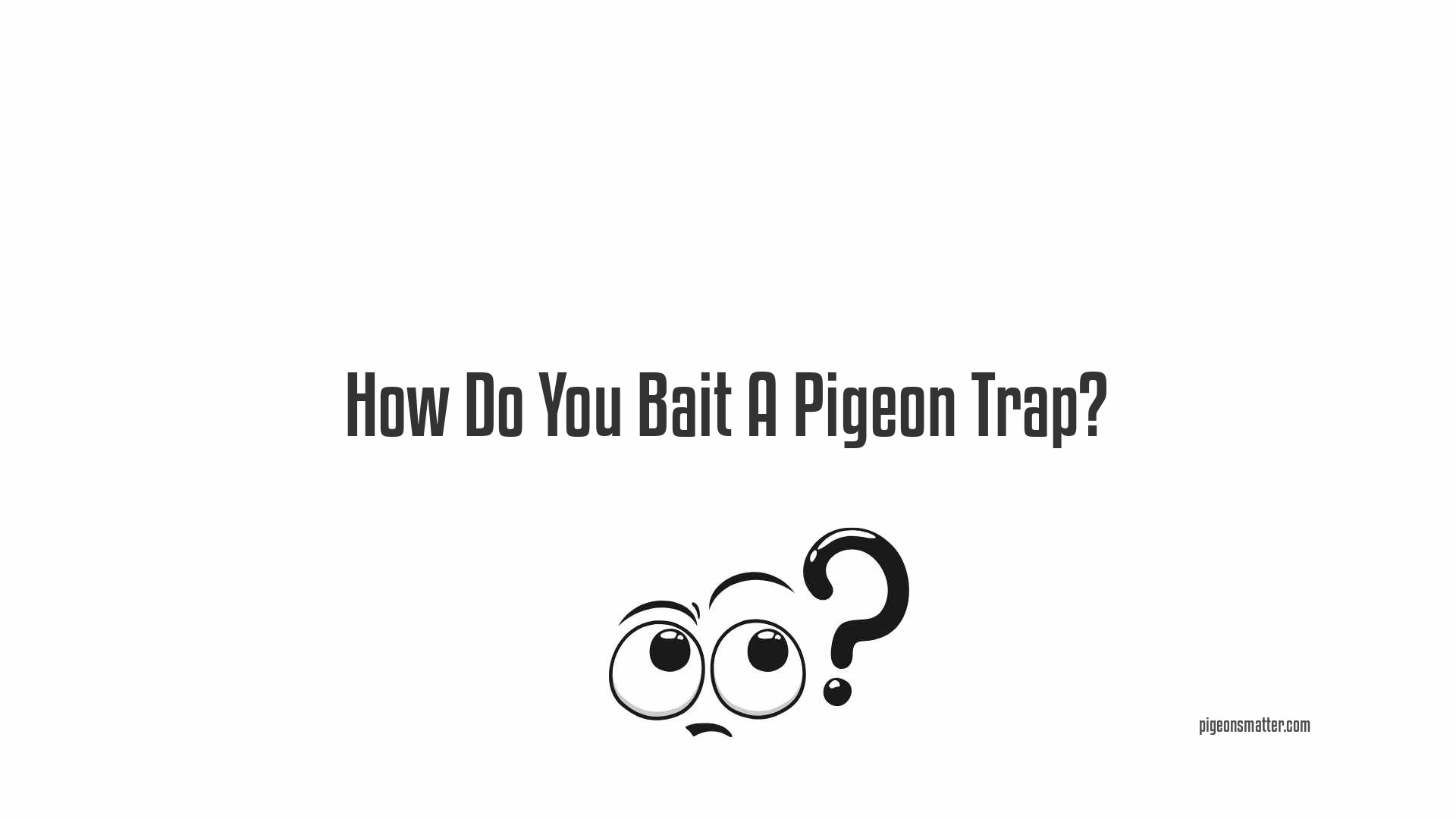 How Do You Bait A Pigeon Trap?