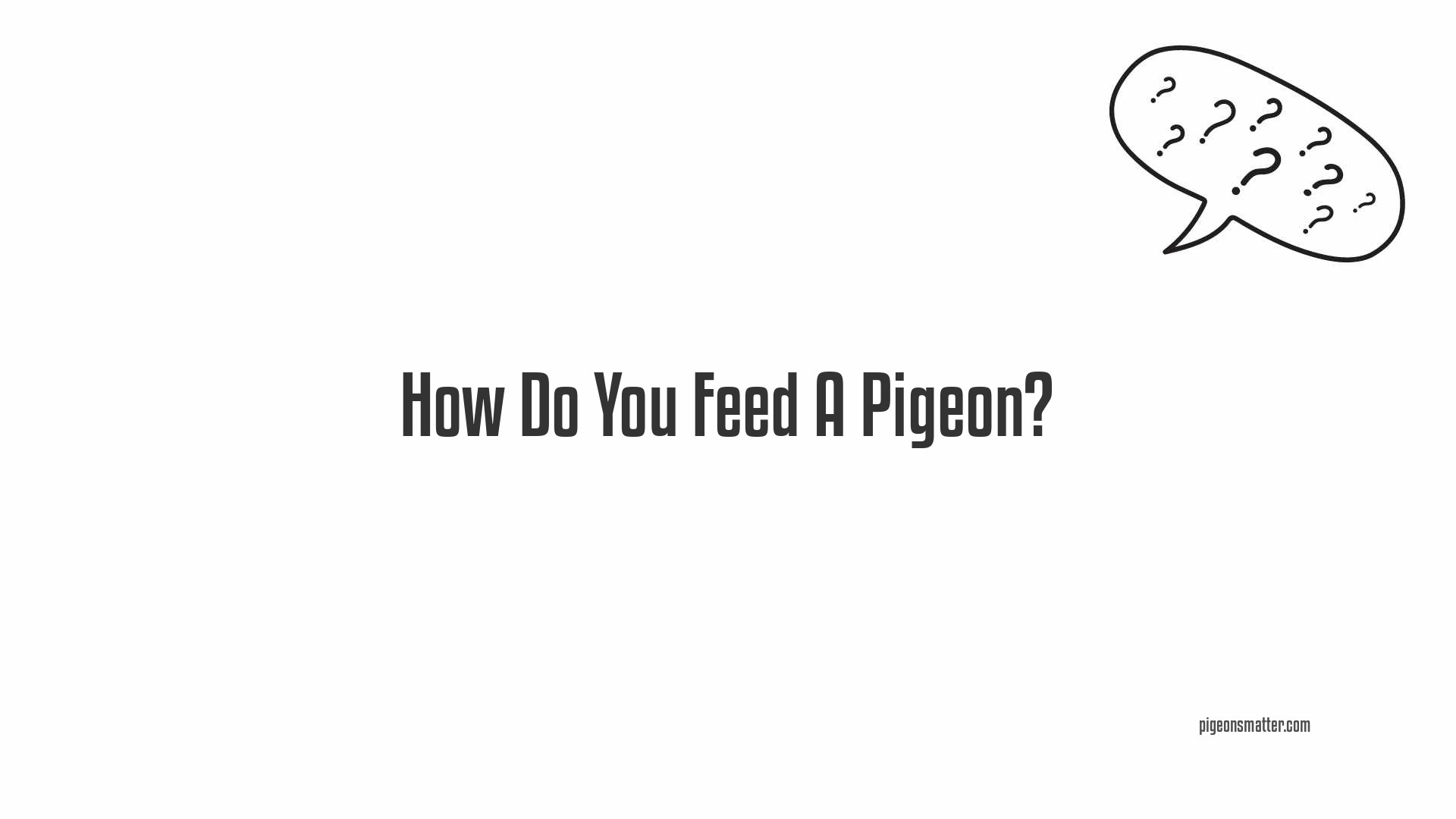 How Do You Feed A Pigeon?