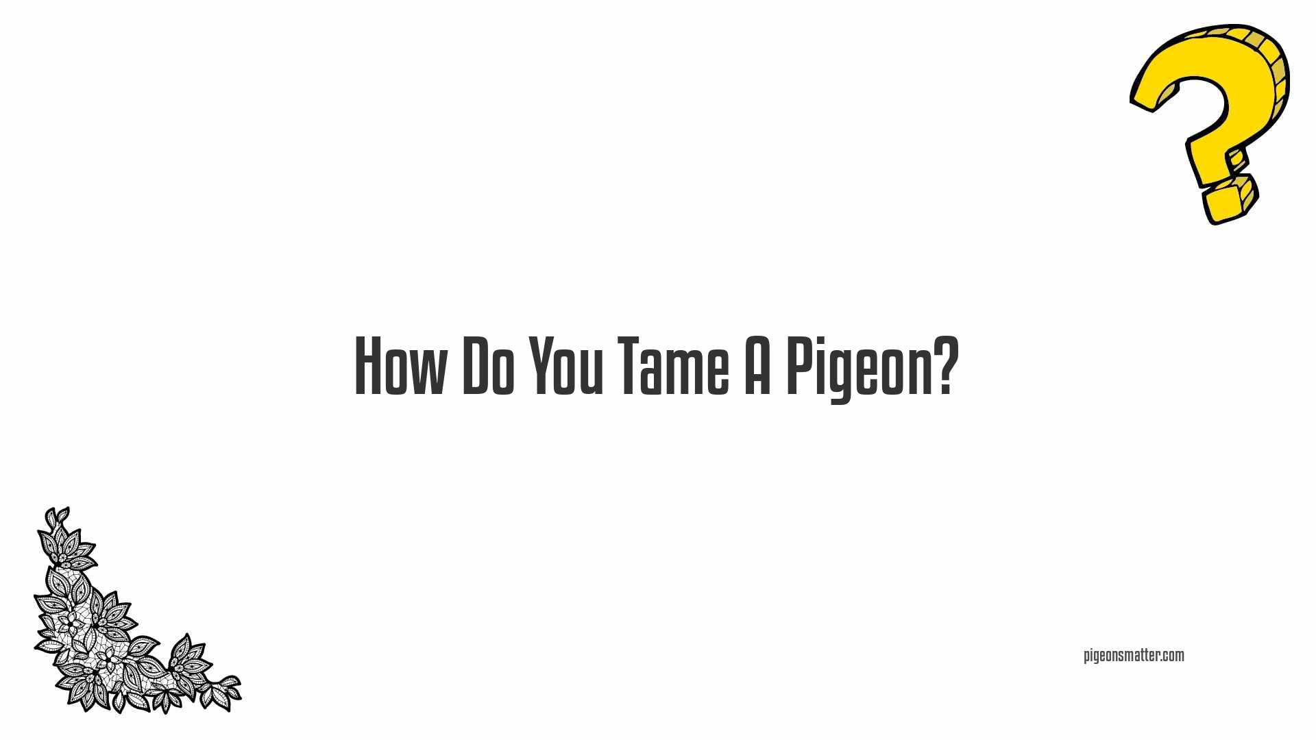 How Do You Tame A Pigeon?