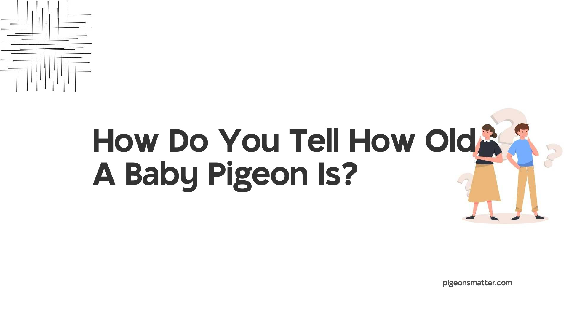 How Do You Tell How Old A Baby Pigeon Is?
