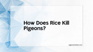 Read more about the article How Does Rice Kill Pigeons?