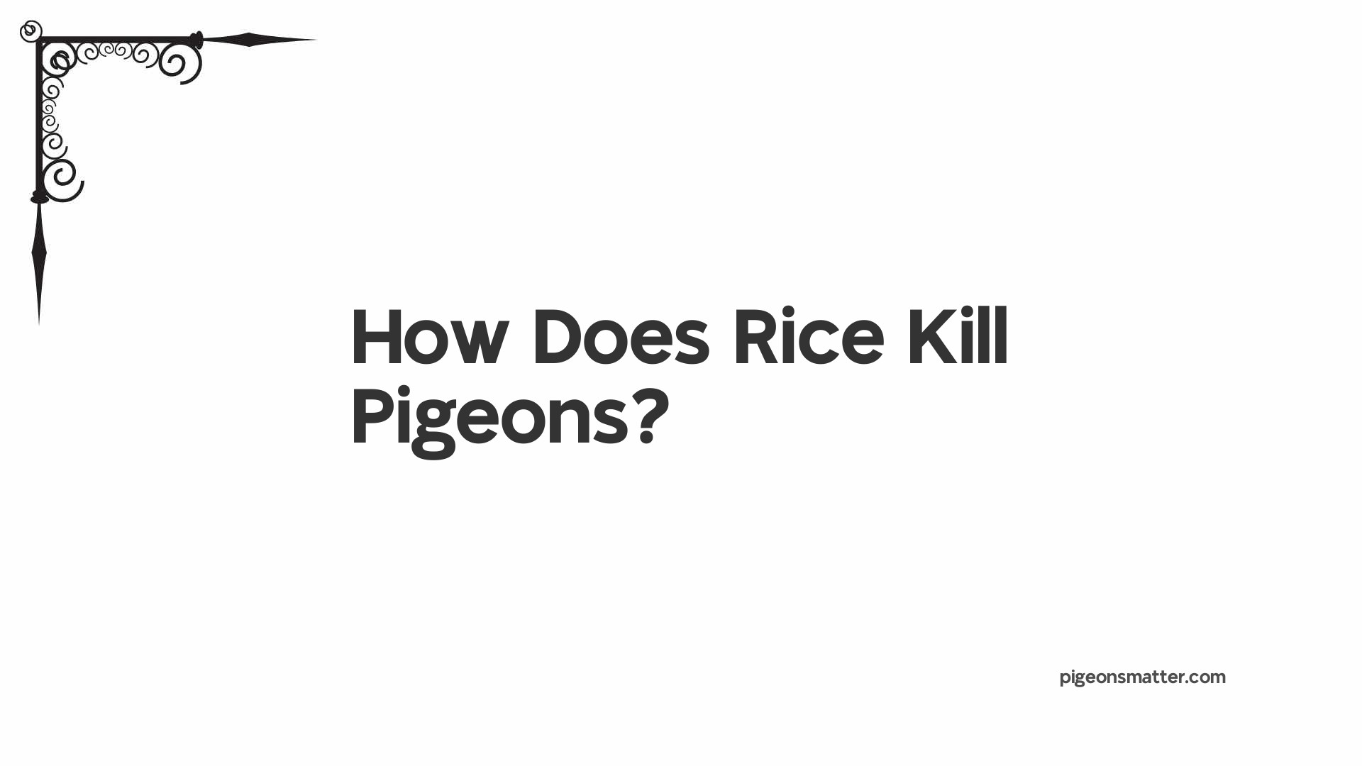 How Does Rice Kill Pigeons?