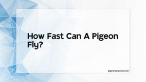 Read more about the article How Fast Can A Pigeon Fly?