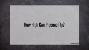 Read more about the article How High Can Pigeons Fly?