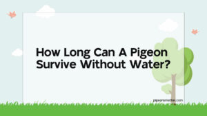 Read more about the article How Long Can A Pigeon Survive Without Water?